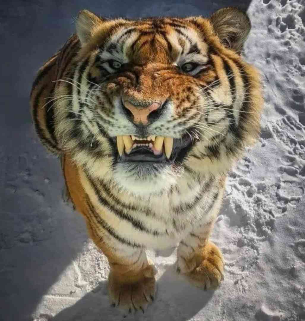 Word文档图片
